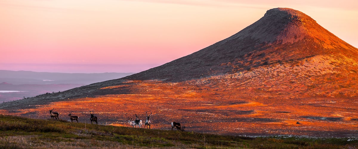 A mountain at sunset with a herd of deer grazing in the foreground.