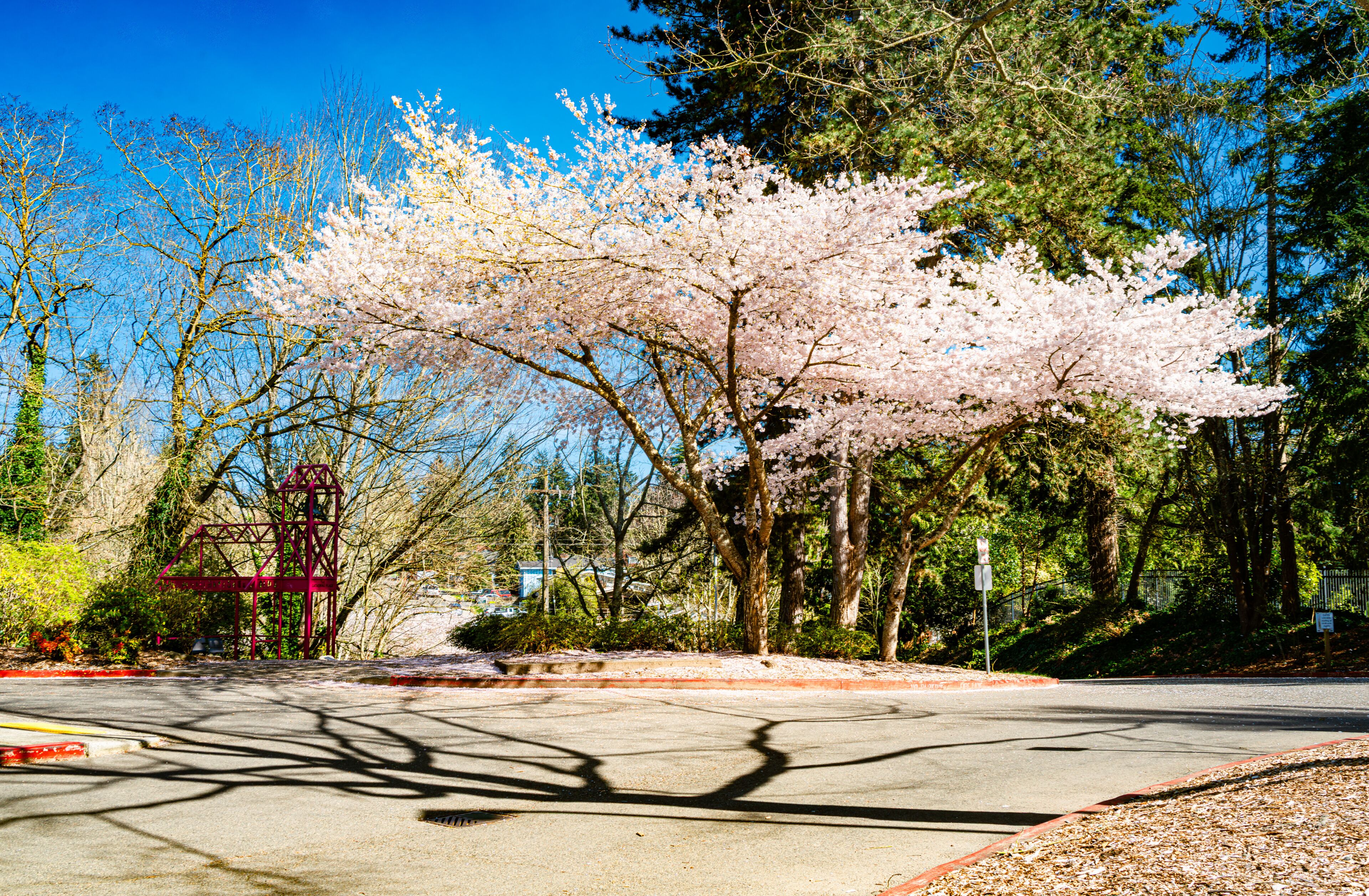 A road with cherry blossoms, a red metal structure, and a clear blue sky.