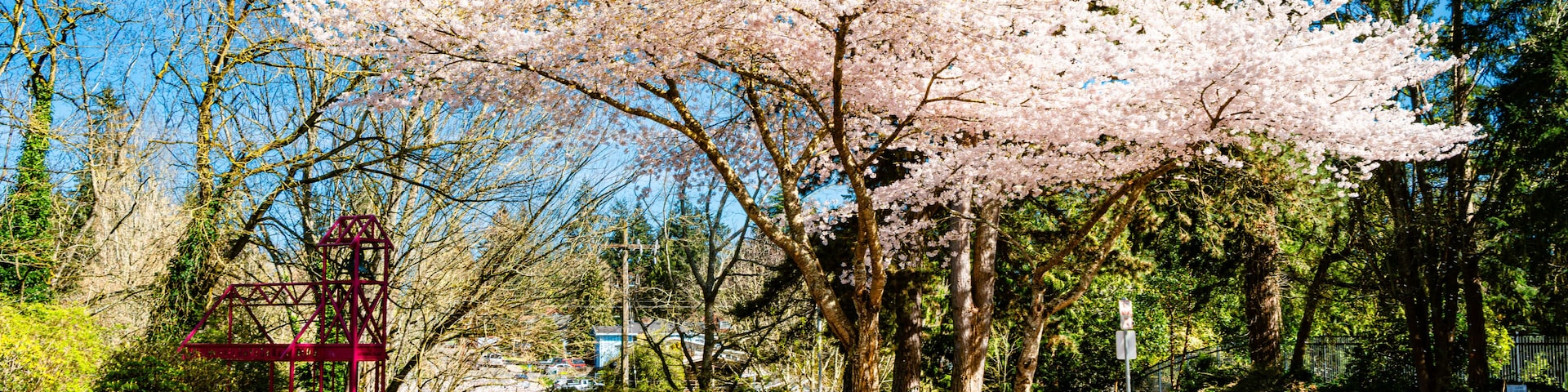 A road with cherry blossoms, a red metal structure, and a clear blue sky.