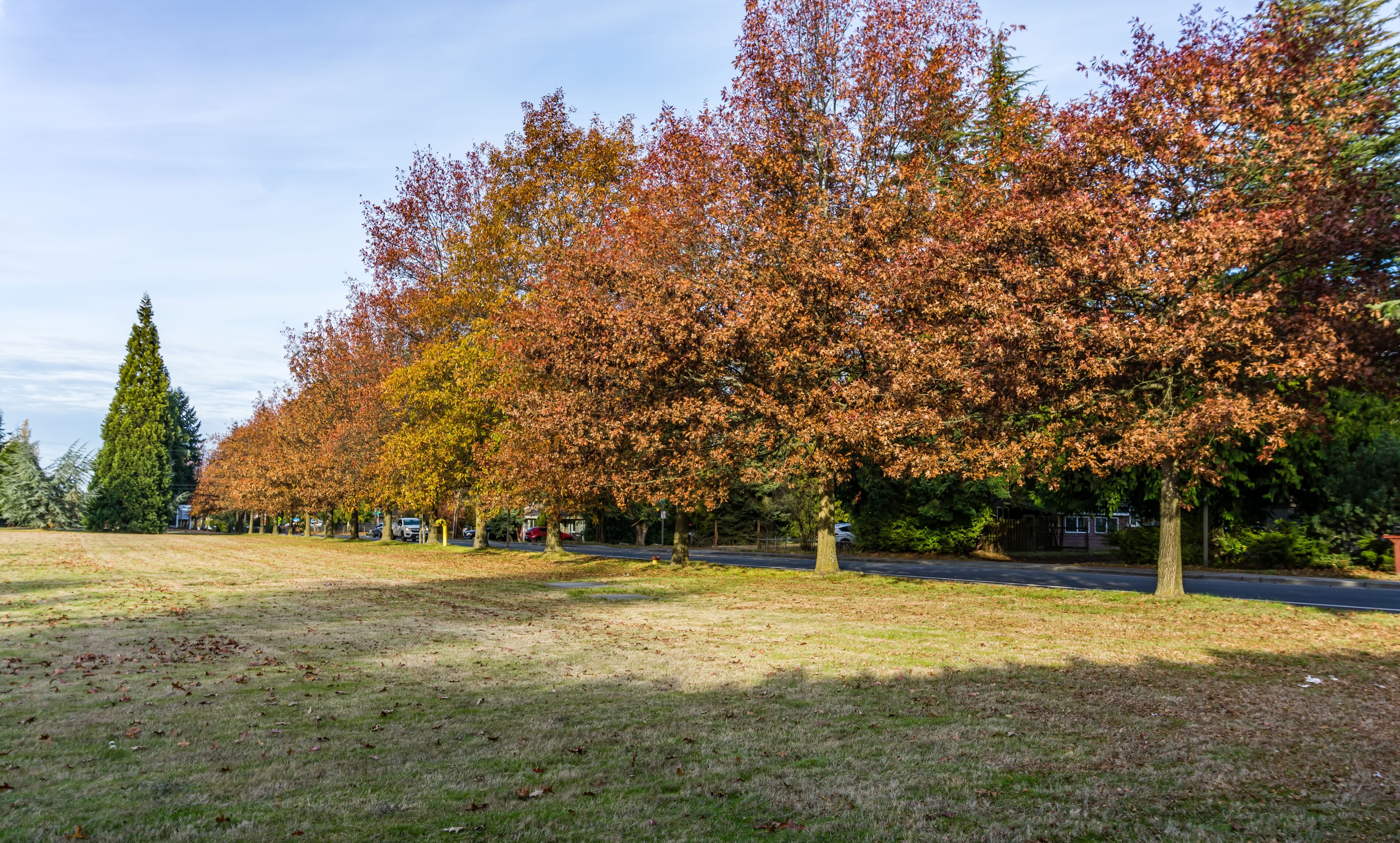 Seatac Streetside Autumn Trees 5