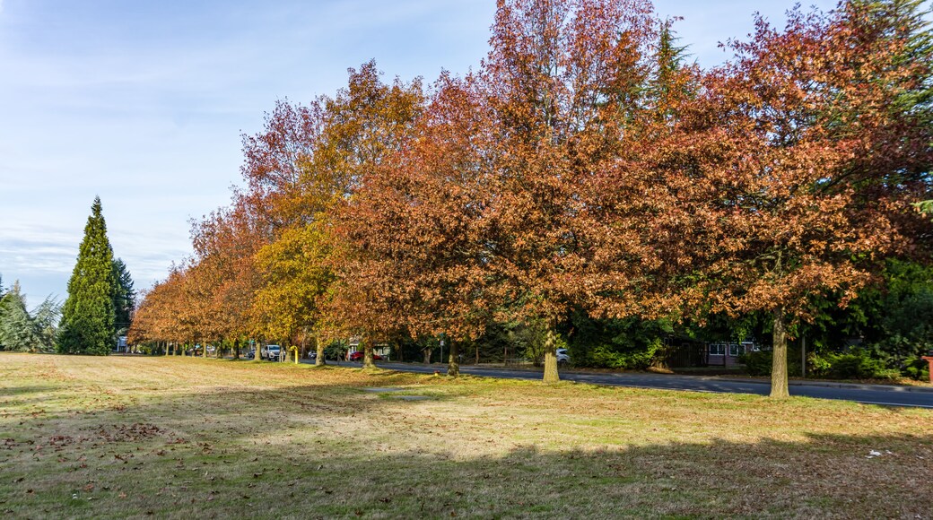 Seatac Streetside Autumn Trees 5
