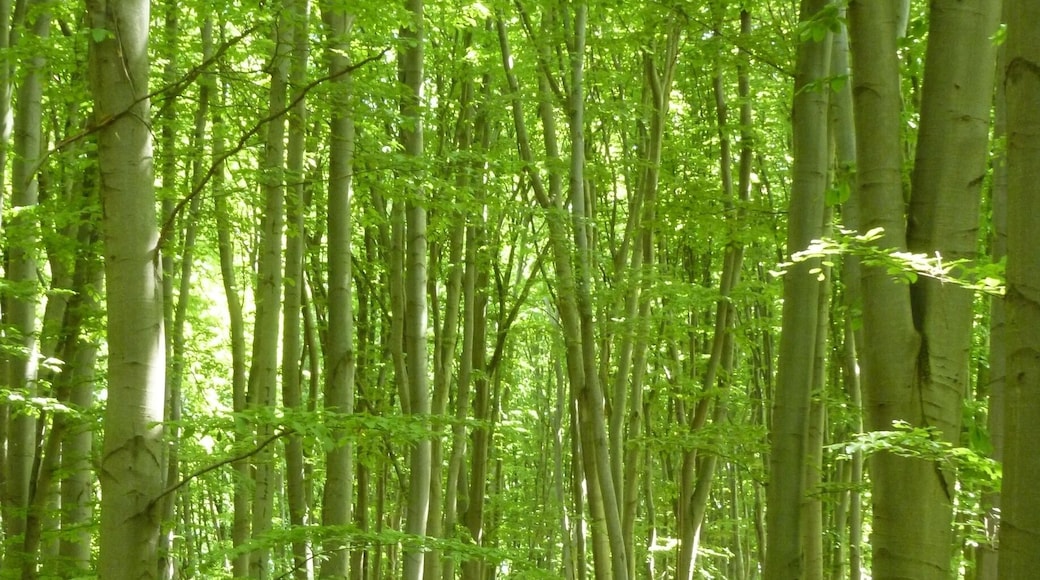 This forest park, which is easily accessed from a couple different metro stations in Kyiv, is an AMAZING place for a trail run or a picnic or a horseback ride or a bike ride. You can get lost for hours (trust me, I've done it: http://www.thecuriouszephyr.com/2015/04/favorite-runs-holosiivskyi-park.html) exploring and forgetting that you're in the city.