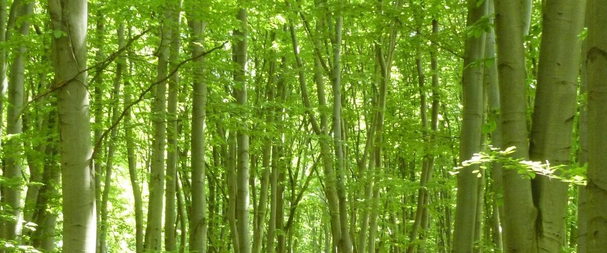 This forest park, which is easily accessed from a couple different metro stations in Kyiv, is an AMAZING place for a trail run or a picnic or a horseback ride or a bike ride. You can get lost for hours (trust me, I've done it: http://www.thecuriouszephyr.com/2015/04/favorite-runs-holosiivskyi-park.html) exploring and forgetting that you're in the city.