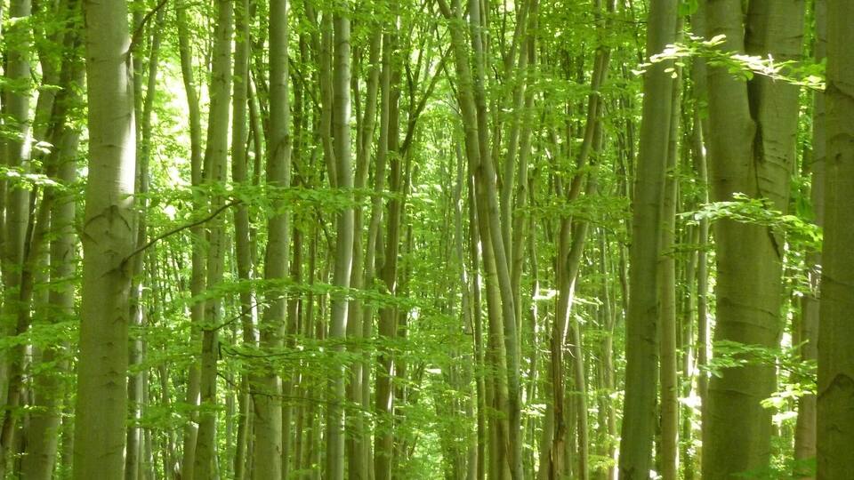 This forest park, which is easily accessed from a couple different metro stations in Kyiv, is an AMAZING place for a trail run or a picnic or a horseback ride or a bike ride. You can get lost for hours (trust me, I've done it: http://www.thecuriouszephyr.com/2015/04/favorite-runs-holosiivskyi-park.html) exploring and forgetting that you're in the city.