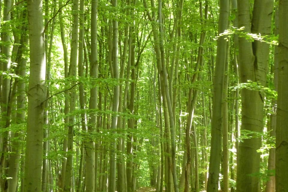 A forest with tall, slender trees and a narrow path.