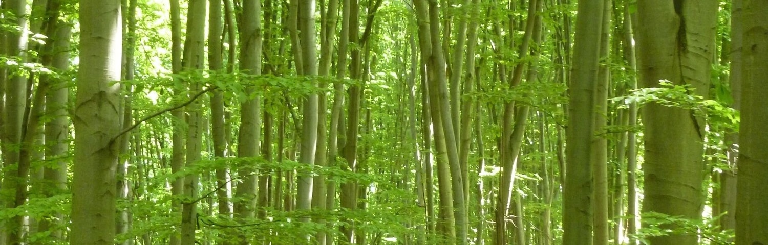 This forest park, which is easily accessed from a couple different metro stations in Kyiv, is an AMAZING place for a trail run or a picnic or a horseback ride or a bike ride. You can get lost for hours (trust me, I've done it: http://www.thecuriouszephyr.com/2015/04/favorite-runs-holosiivskyi-park.html) exploring and forgetting that you're in the city.