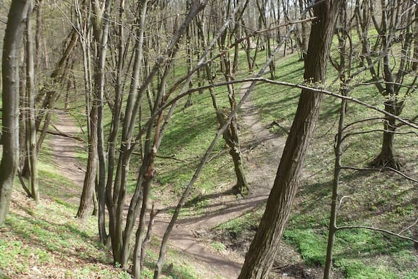 A forested area with a dirt path winding through trees.