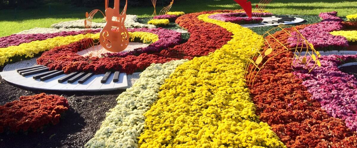 Ball chrysanthemum