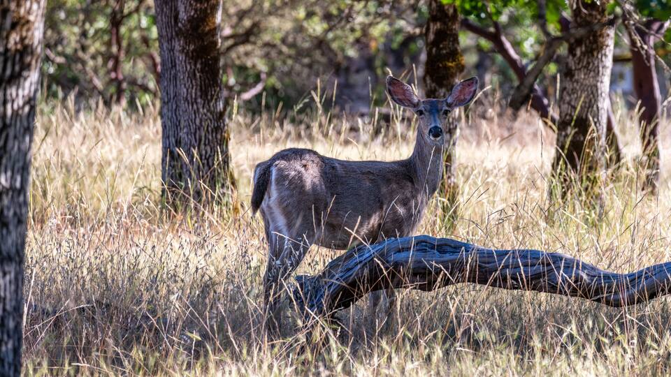 A deer in a grassy field with trees in the background.