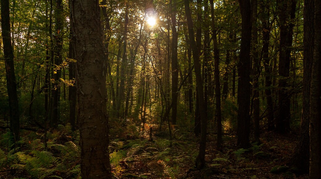 Morning sun creates its own path through woods