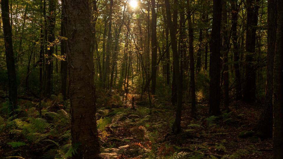 A dense forest with sunlight filtering through the trees.