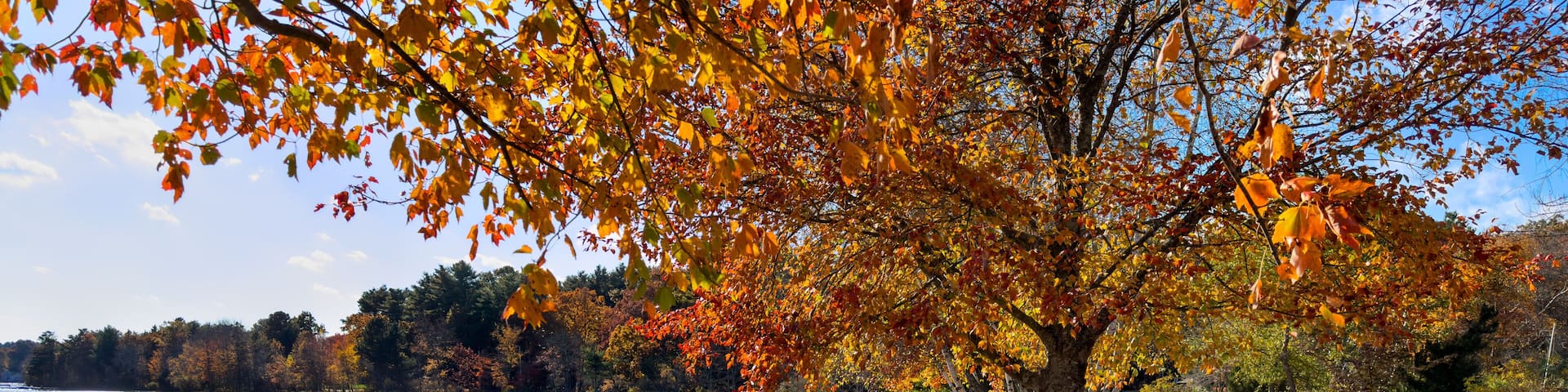 A lakeside park with autumn foliage, a picnic table, and a distant shoreline.