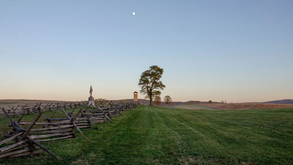 A field with wooden stakes, a solitary tree, and a distant tower under a clear sky.