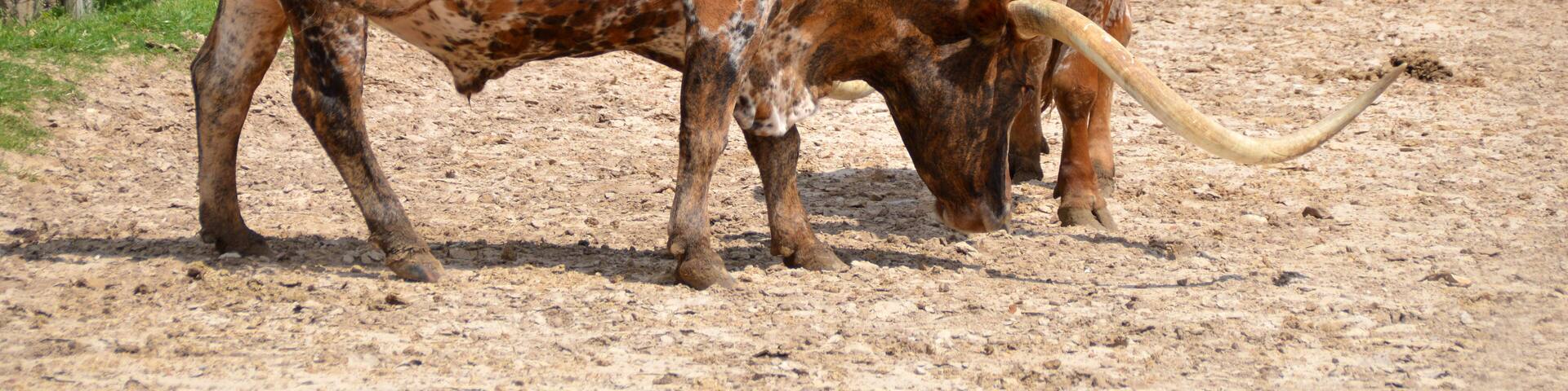 Texas Longhorn Cattle