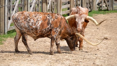 Texas Longhorn Cattle