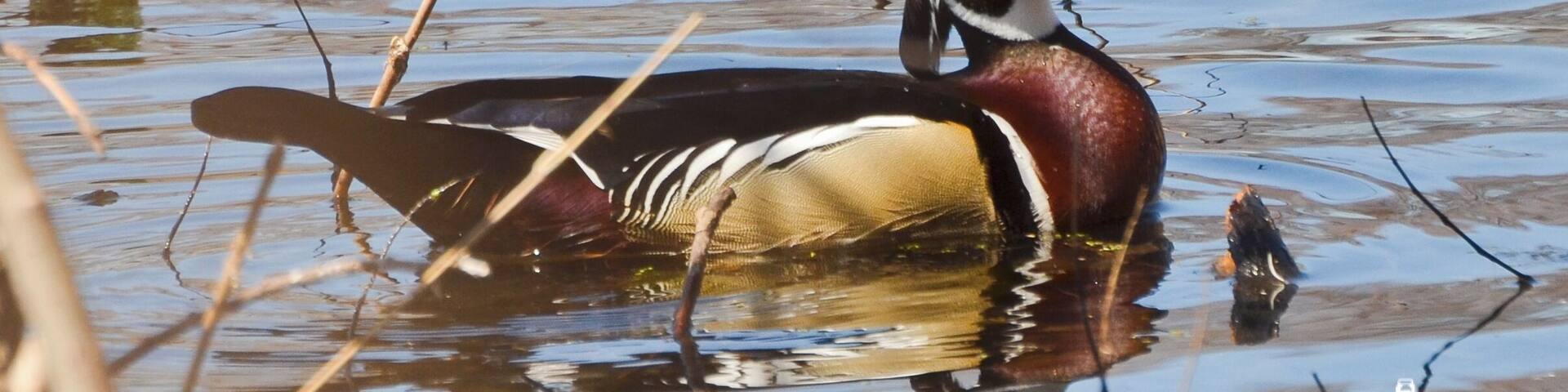 The Hennepin Canal State Park Visitor Center is a wonderful little get away for a couple of hours. The great thing about it is that there is never anyone on the trails! I sat in an old run-down photography blind along the back lake. There were Northern Shovelers, Lesser Scaups, Wood Ducks, and one lone Hooded Merganser on the lake, although my little 300mm lens couldn't get them very close. Luckily, a pair of wood ducks landed directly in front of me and gave me an opportunity. This one is a male.