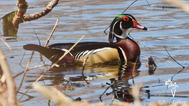 The Hennepin Canal State Park Visitor Center is a wonderful little get away for a couple of hours. The great thing about it is that there is never anyone on the trails! I sat in an old run-down photography blind along the back lake. There were Northern Shovelers, Lesser Scaups, Wood Ducks, and one lone Hooded Merganser on the lake, although my little 300mm lens couldn't get them very close. Luckily, a pair of wood ducks landed directly in front of me and gave me an opportunity. This one is a male.