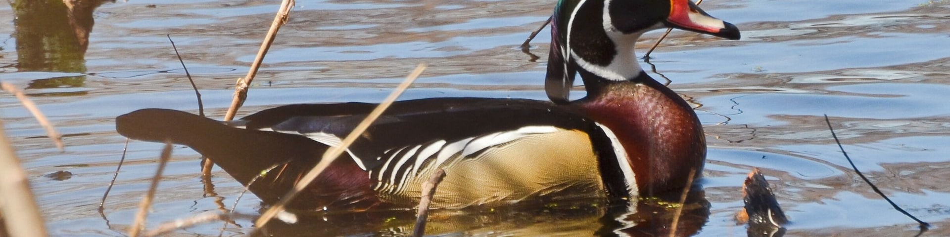 The Hennepin Canal State Park Visitor Center is a wonderful little get away for a couple of hours. The great thing about it is that there is never anyone on the trails! I sat in an old run-down photography blind along the back lake. There were Northern Shovelers, Lesser Scaups, Wood Ducks, and one lone Hooded Merganser on the lake, although my little 300mm lens couldn't get them very close. Luckily, a pair of wood ducks landed directly in front of me and gave me an opportunity. This one is a male.