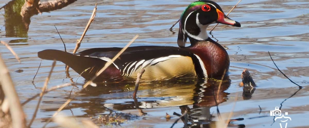 A male mallard duck with a red eye and a green head, swimming in a body of water with reeds.
