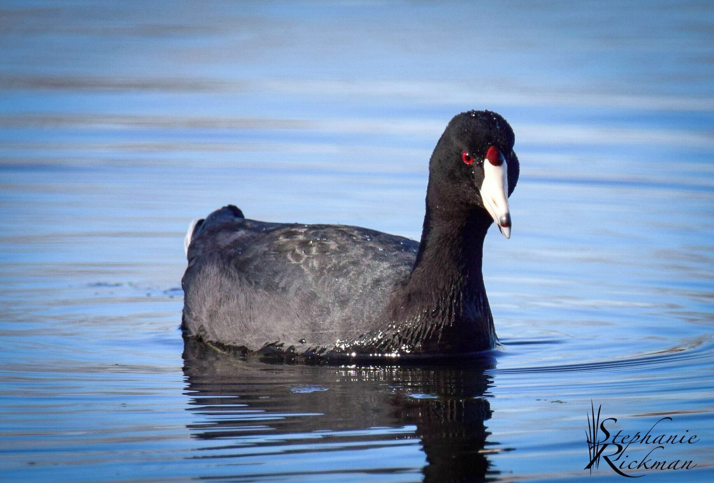 The Hennepin Canal Visitor's Center in Sheffield, Illinois is a wonderful place to spend the day enjoying nature.  There is a small pond where I spent several hours photographing waterfowl.  This beautiful coot did not seem to be bothered by my friend and me hanging out in his neighborhood.