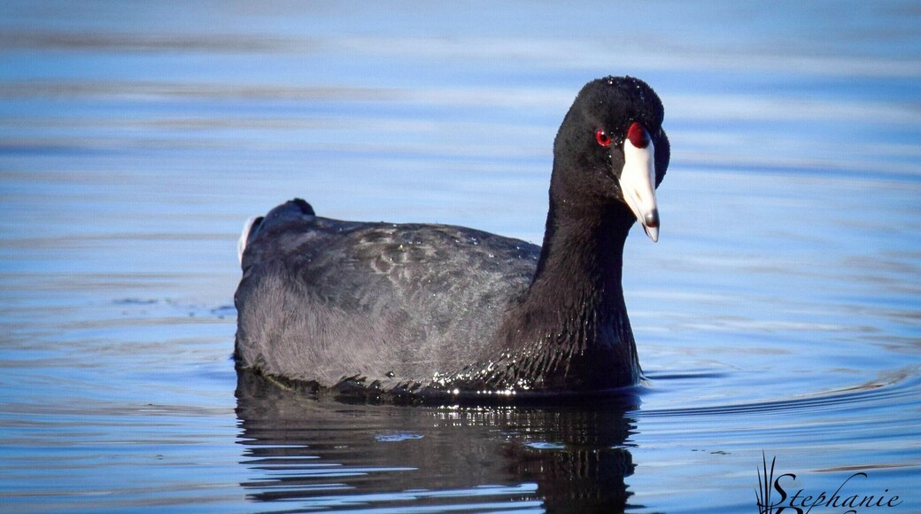 The Hennepin Canal Visitor's Center in Sheffield, Illinois is a wonderful place to spend the day enjoying nature. There is a small pond where I spent several hours photographing waterfowl. This beautiful coot did not seem to be bothered by my friend and me hanging out in his neighborhood.