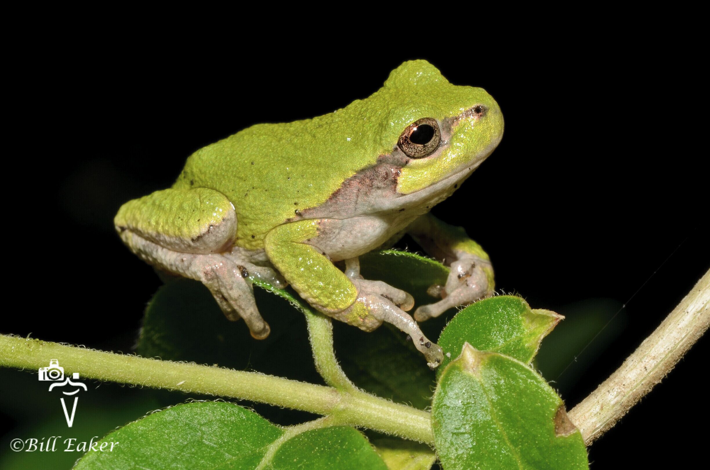 A tiny gray tree frog perches on a bush leaf.  I got lucky when I spotted this little guy.  He was well camouflaged.  It was found at the Hennepin Canal Visitor Center near Sheffield, Illinois.  It's macro season now, so this was a good first find since putting this lens on!