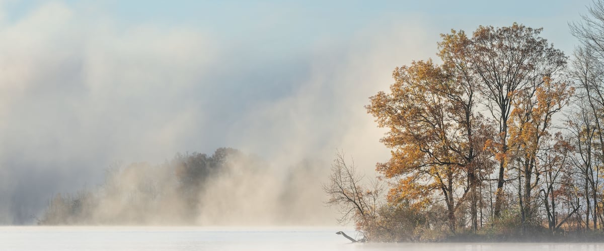 A misty lake with autumn trees and a bird on the shore.