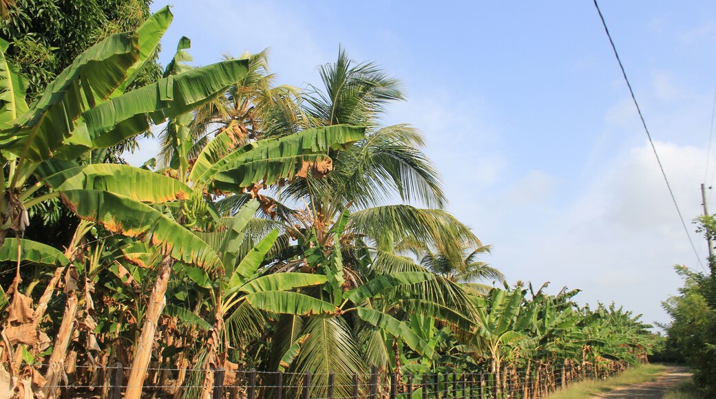 Platanar. San Juan de Urabá, Antioquia, Colombia.