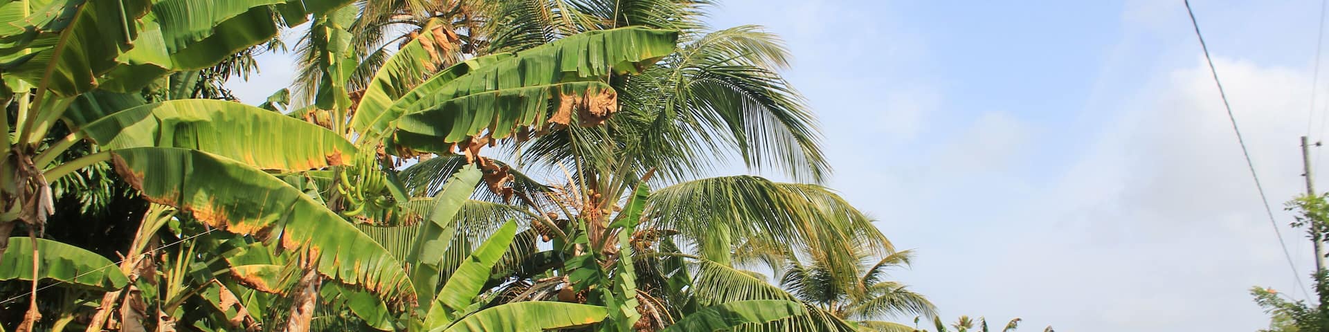 Platanar. San Juan de Urabá, Antioquia, Colombia.