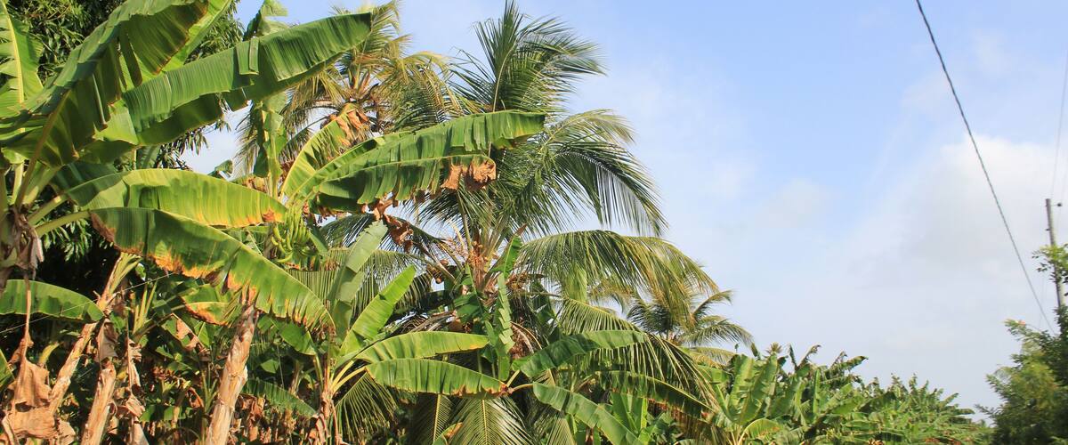 A rural road lined with banana trees and a fence.