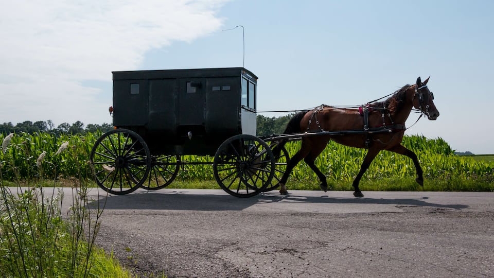 A horse-drawn carriage on a rural road with green fields and a clear sky.