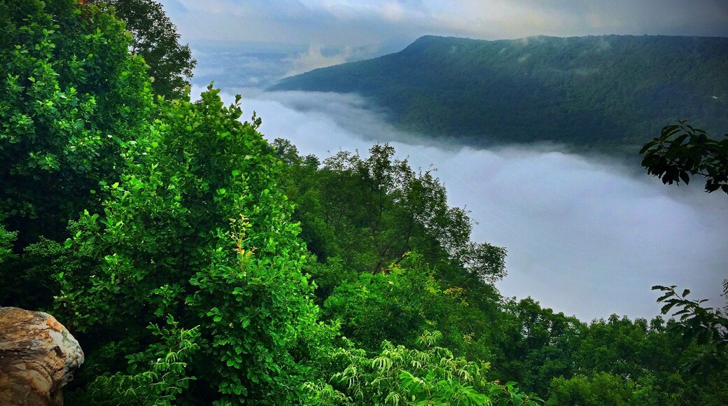 Signal Point on the Cumberland Trail in Signal Mountain, Tennessee. Early morning fog covering the Tennessee River Gorge below. #mybackyard