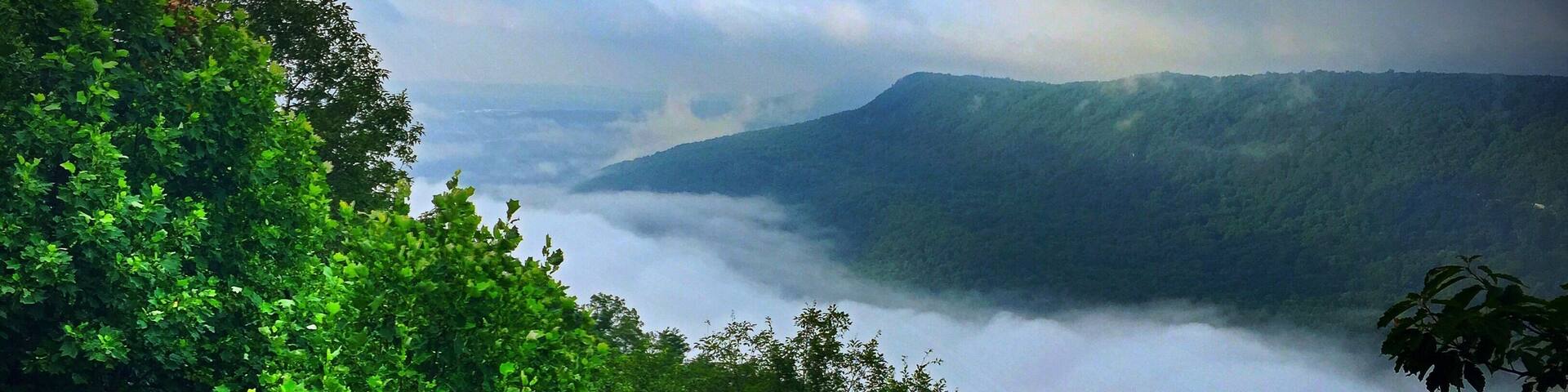 A lush green valley with dense foliage and a mist-covered mountain range in the distance.