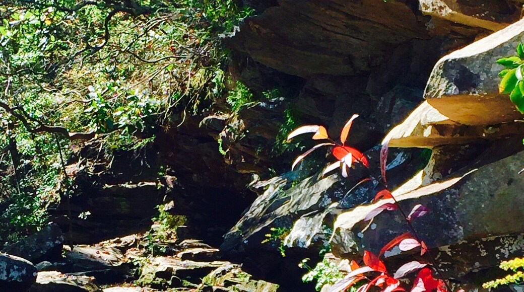 Top of Falling Water falls. Short walking trail in with a slight decent. Very low water, but the creek leading into the falls is still fantastic.