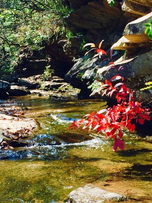 Top of Falling Water falls. Short walking trail in with a slight decent. Very low water, but the creek leading into the falls is still fantastic.