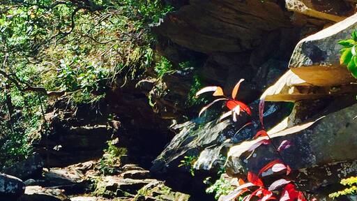 Top of Falling Water falls. Short walking trail in with a slight decent. Very low water, but the creek leading into the falls is still fantastic.