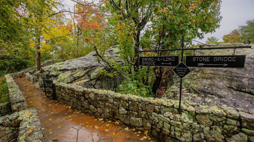 autumn in the forest of Chattanooga