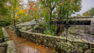 autumn in the forest of Chattanooga