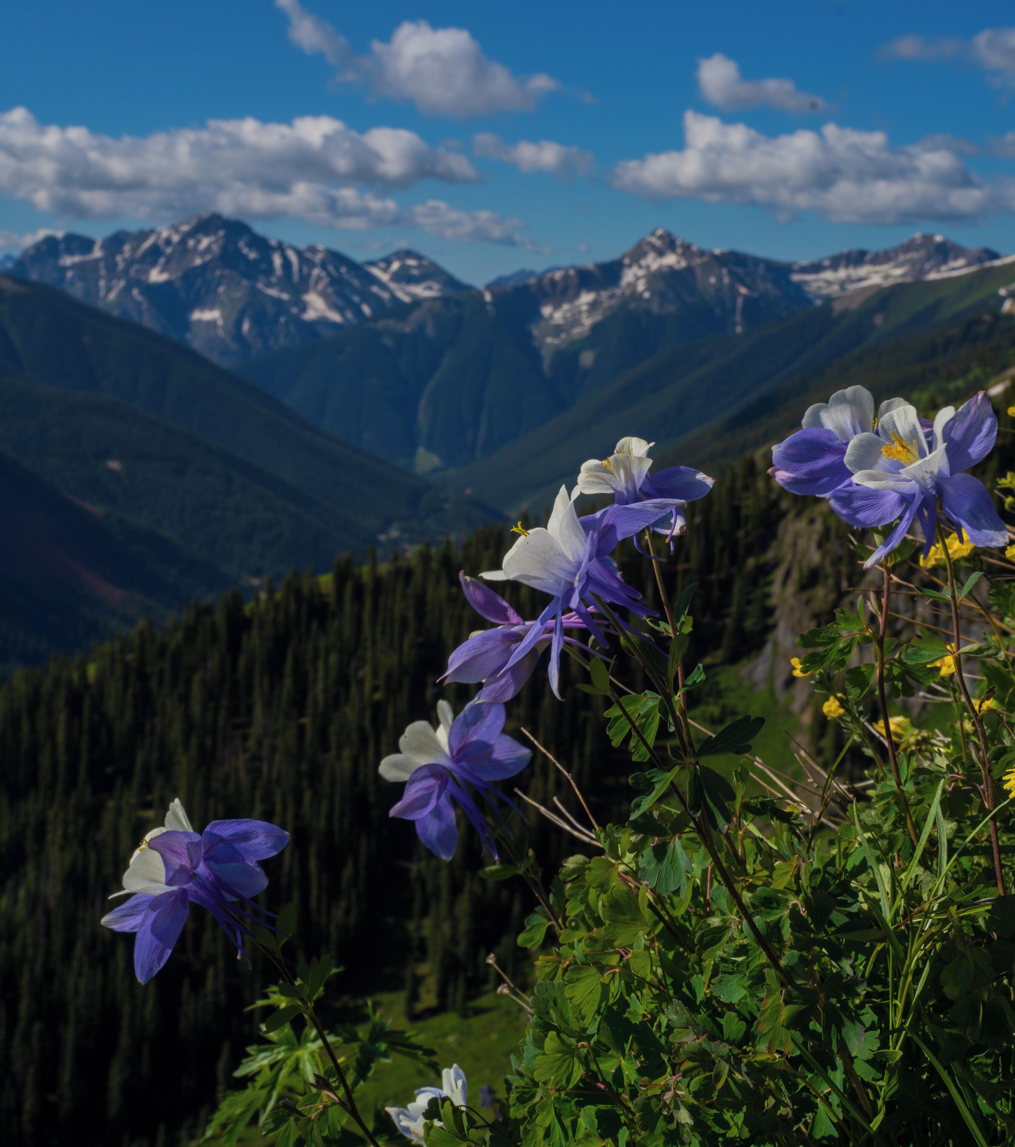 Heading up to Porphyry Basin the Wildflowers are absolutely fantastic after the record setting snowpack. Loving the San Juan Mountains. 