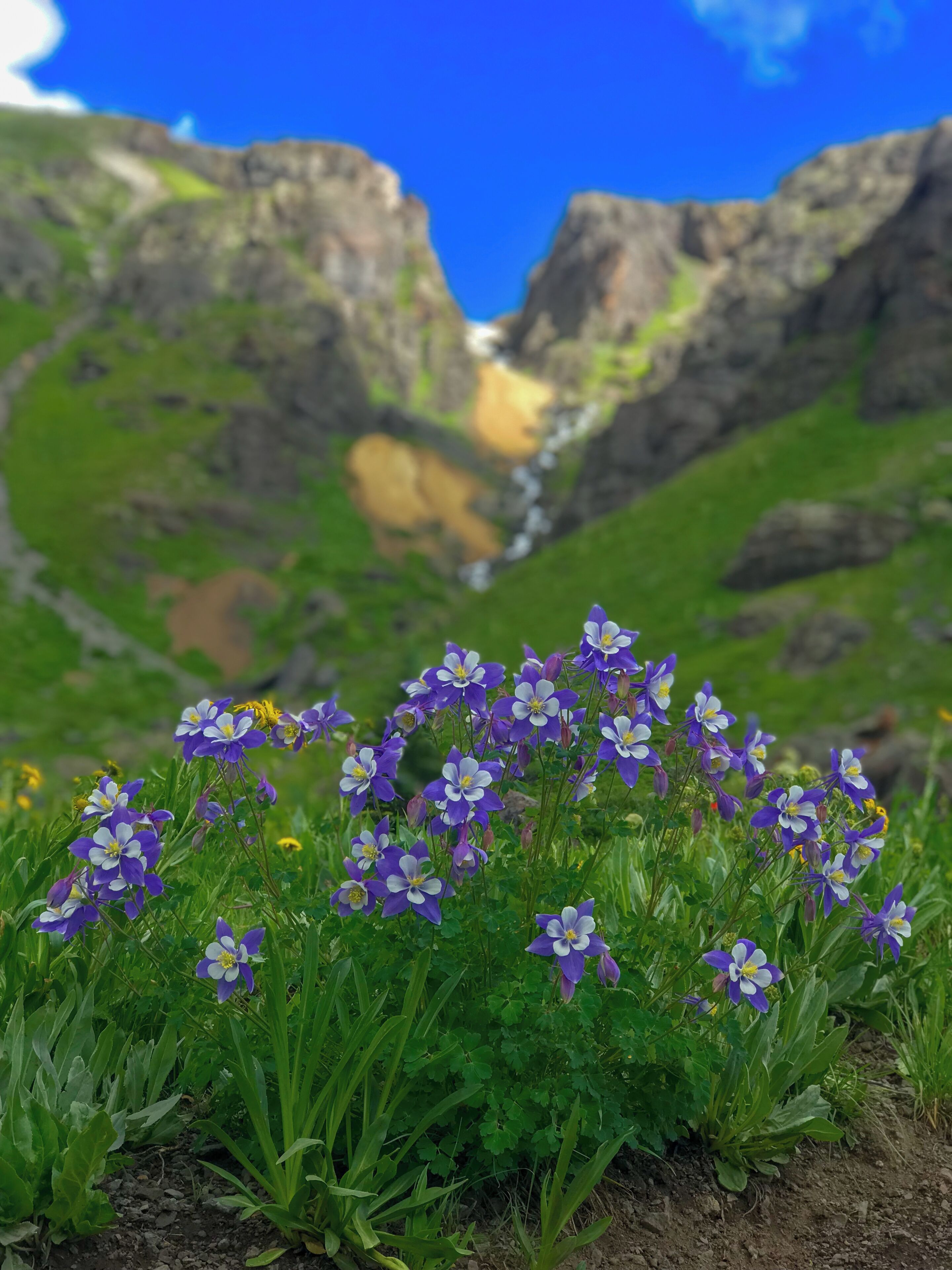 A field of purple and white flowers with a mountainous landscape in the background.