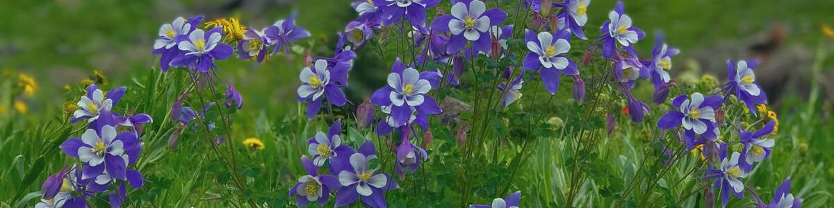 A field of purple and white flowers with a mountainous landscape in the background.