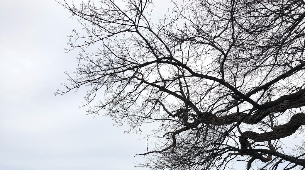 Wonderful little park which pays homage to Veterans from War of 1812, WWI and WWII. Unique find