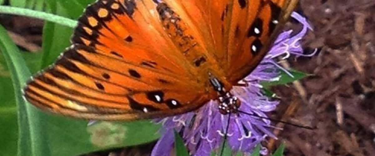 Butterfly gardens are always a nice place to relax #beautiful