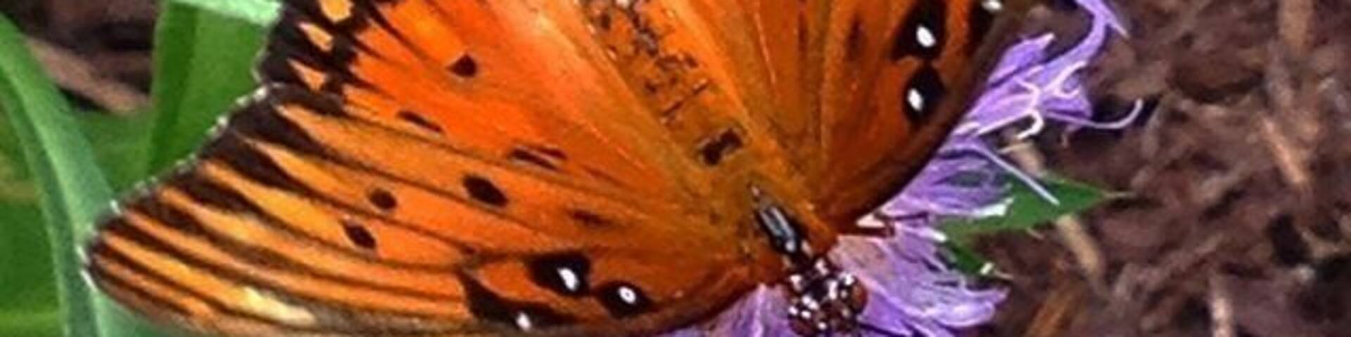 Butterfly gardens are always a nice place to relax #beautiful