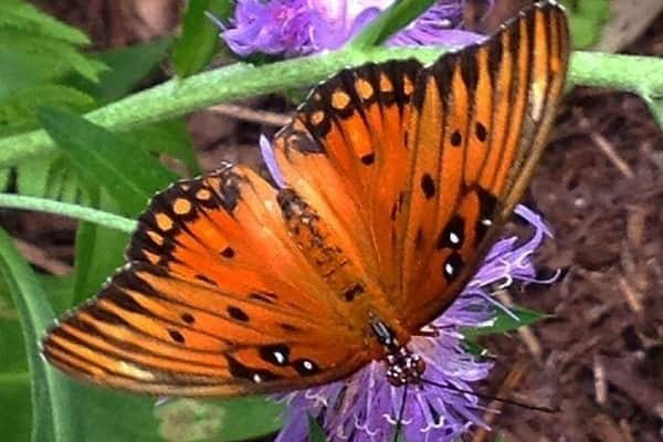 Butterfly gardens are always a nice place to relax #beautiful