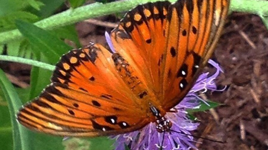 Butterfly gardens are always a nice place to relax #beautiful