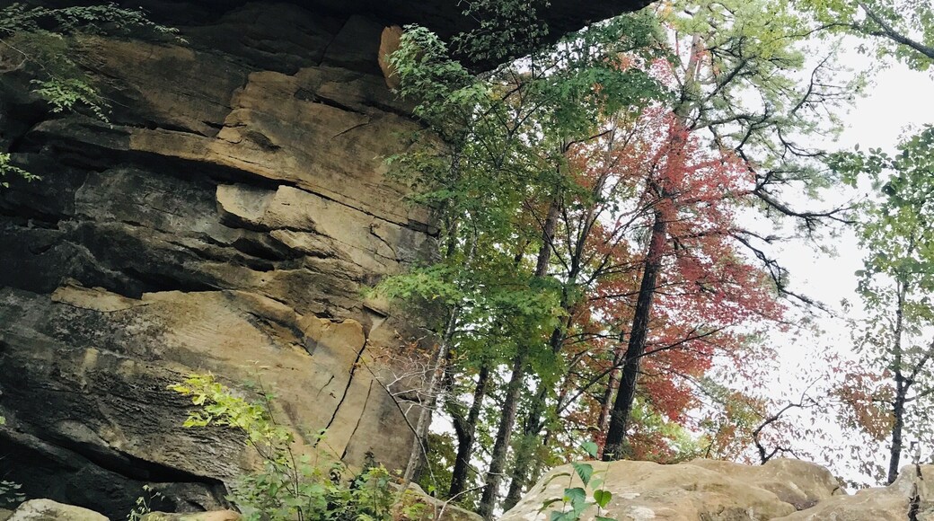 Coming back with updates for first time under the bridge five years ago I choose to take different trails what’s only let me going above the top and was very steep but this time for somehow I ended up choosing this trail leading me baby here woho