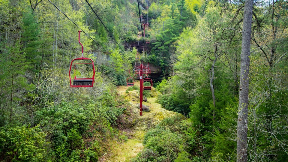 A forested area with a red cable car system.