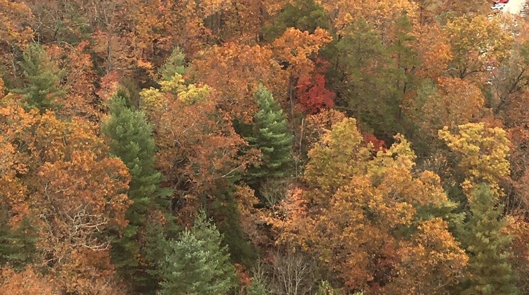 Fall at Natural Bridge, KY
