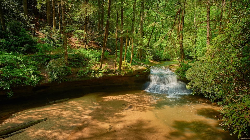 A forested area with a small waterfall and a dirt path.
